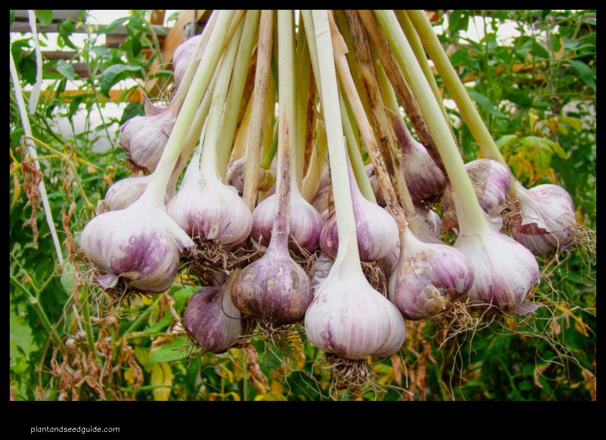 how much garlic to plant per person