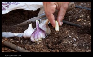 How Much Garlic to Plant per Person a Guide for Gardeners of All Levels