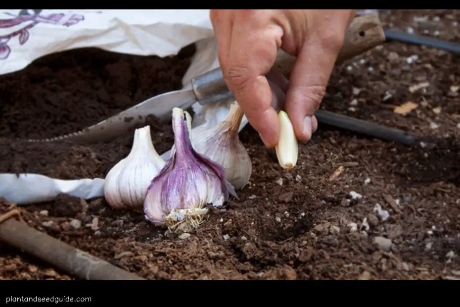 How Much Garlic to Plant per Person a Guide for Gardeners of All Levels