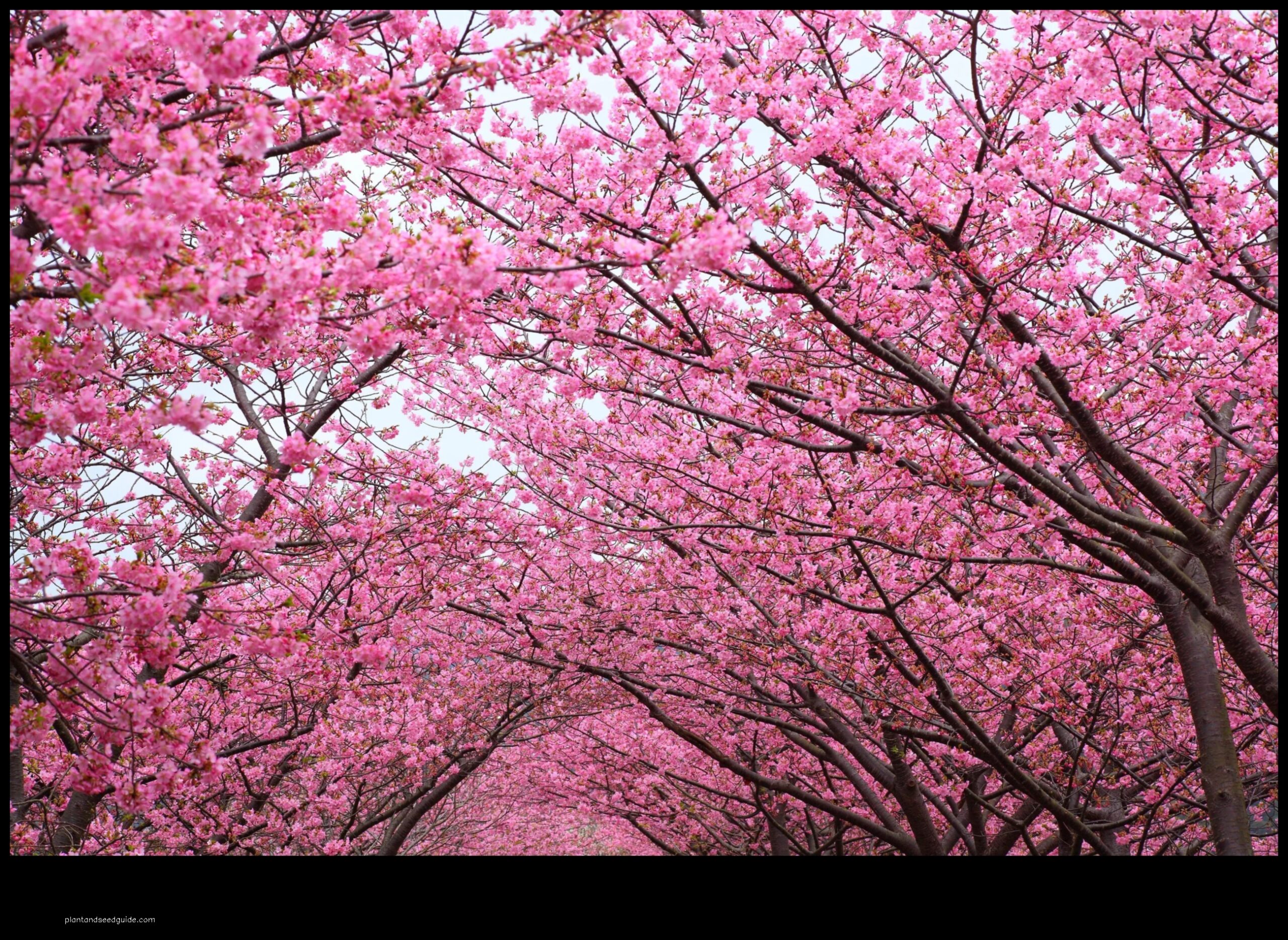 how to get cherry blossom trees