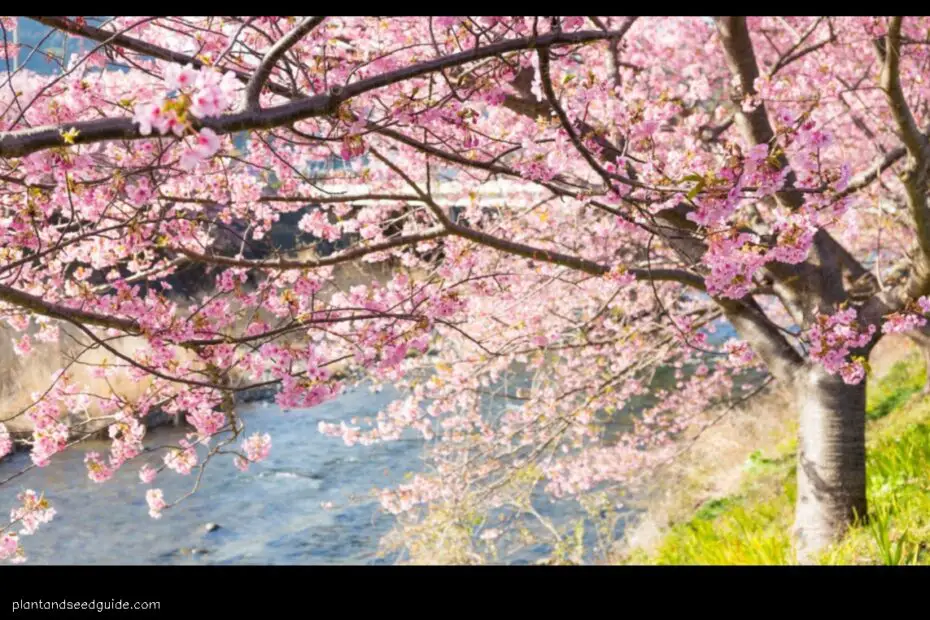 How to Get Cherry Blossom Trees a Guide for English Speakers