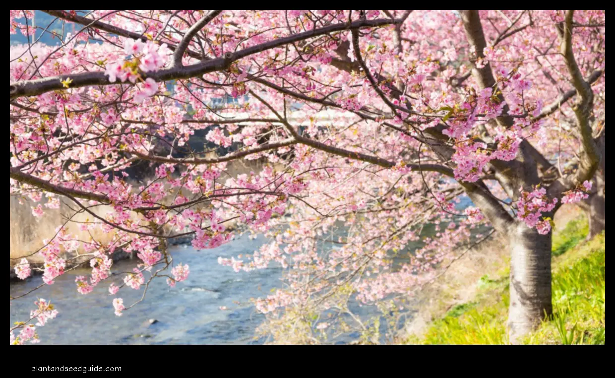 how to get cherry blossom trees