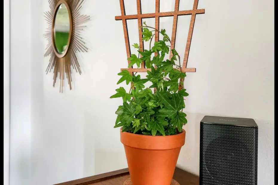 Indoor Potted Plant Trellises a Creative Way to Add Height and Interest to Your Home