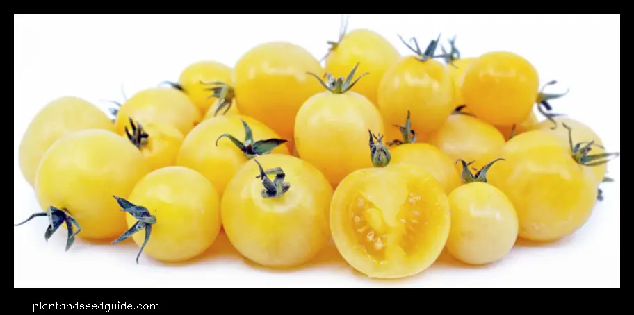 Italian Ice Tomato Plants a Sweet and Tangy Treat