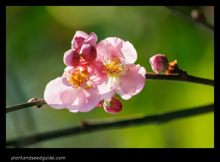japanese apricot tree nursery