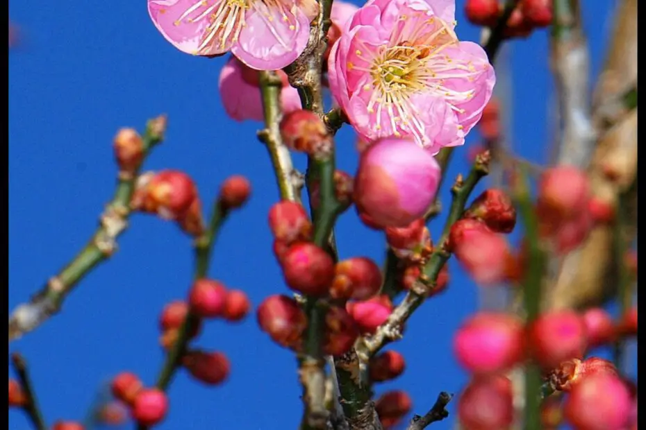 Japanese Apricot Tree Nursery a Home for Sweet and Sour Fruit