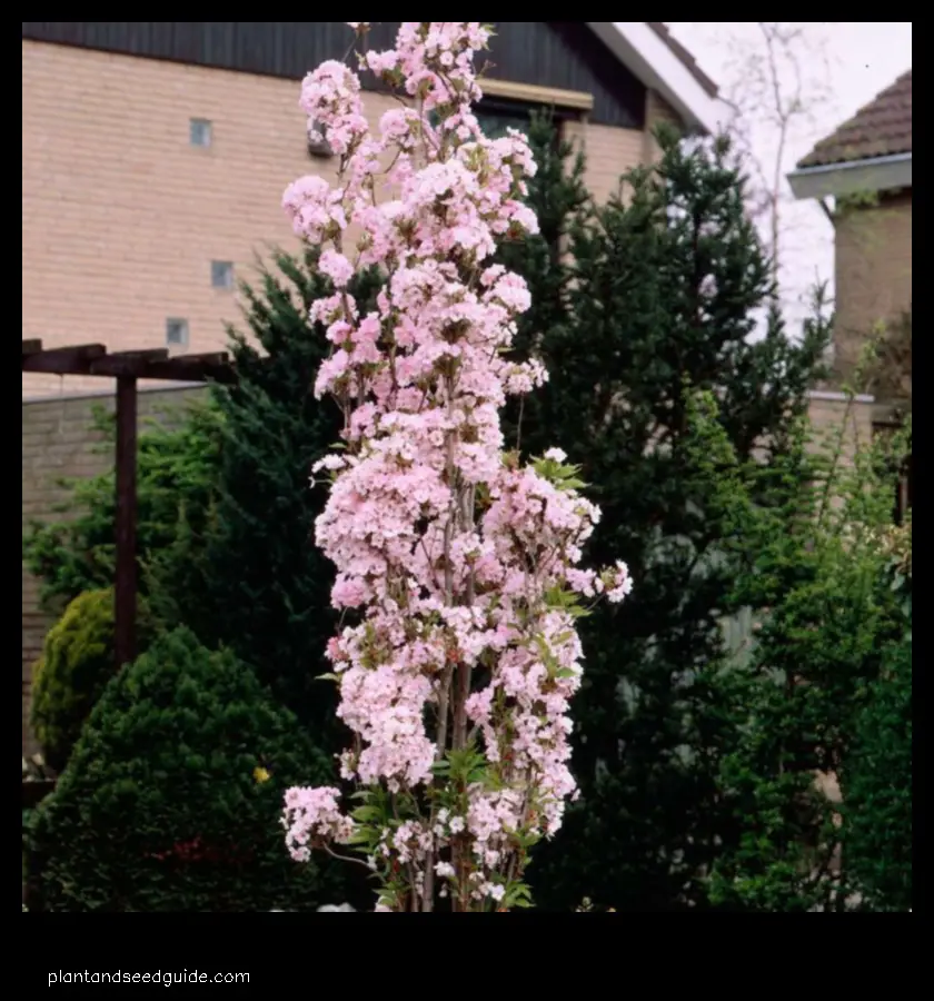 japanese flagpole flowering cherry tree