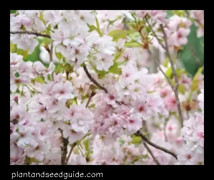 japanese flagpole flowering cherry tree
