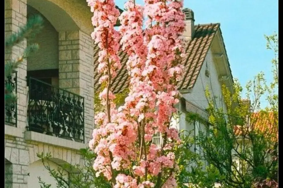 Japanese Flagpole Flowering Cherry Tree a Symbol of Spring