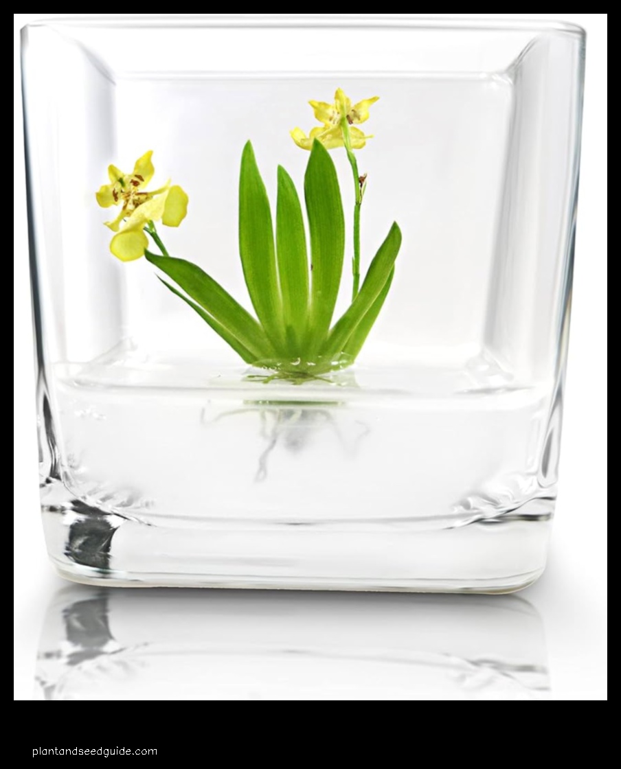 miniature orchids for terrariums