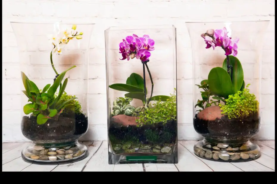Miniature Orchids a Breathtaking Addition to Your Terrarium