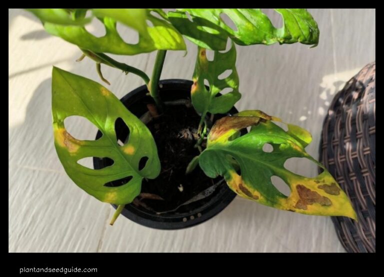 Monstera How to Prevent and Treat Fungal Leaf Spot