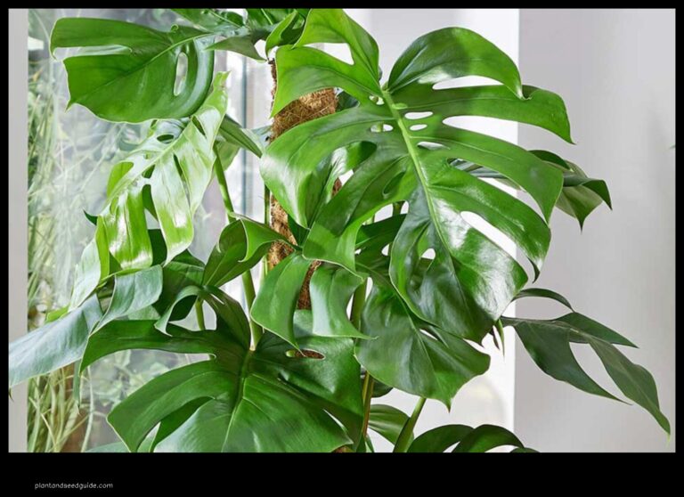 Monstera Leaves Curling Whats Causing It and How to Fix It