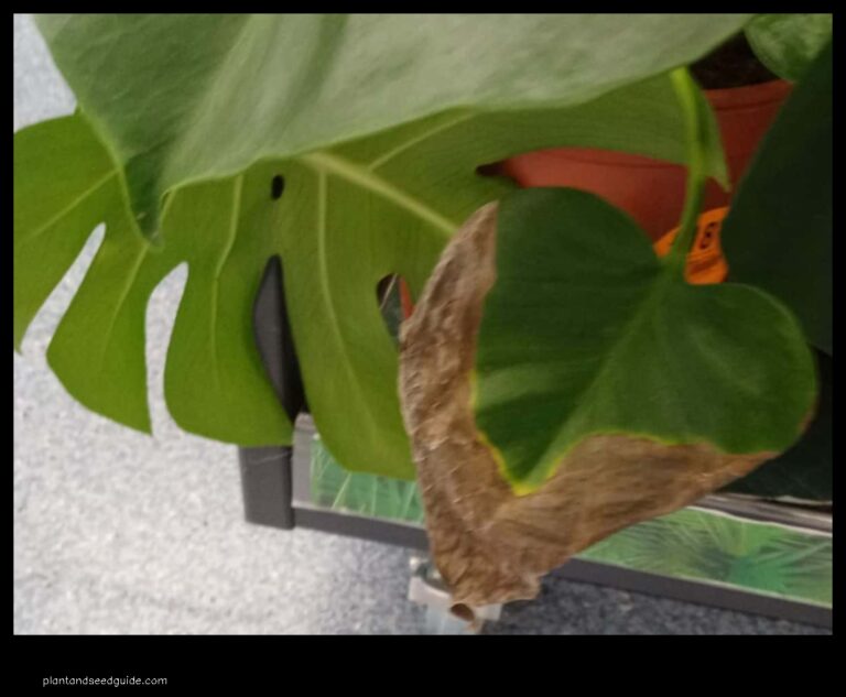 Monstera Leaves Turning Brown and Crispy Whats Causing It and How to Fix It