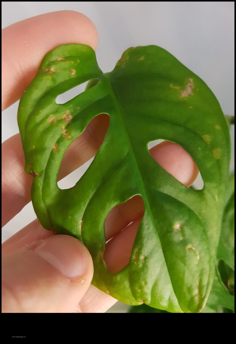 Monstera adansonii Brown Spots What They Are and How to Treat Them scaled