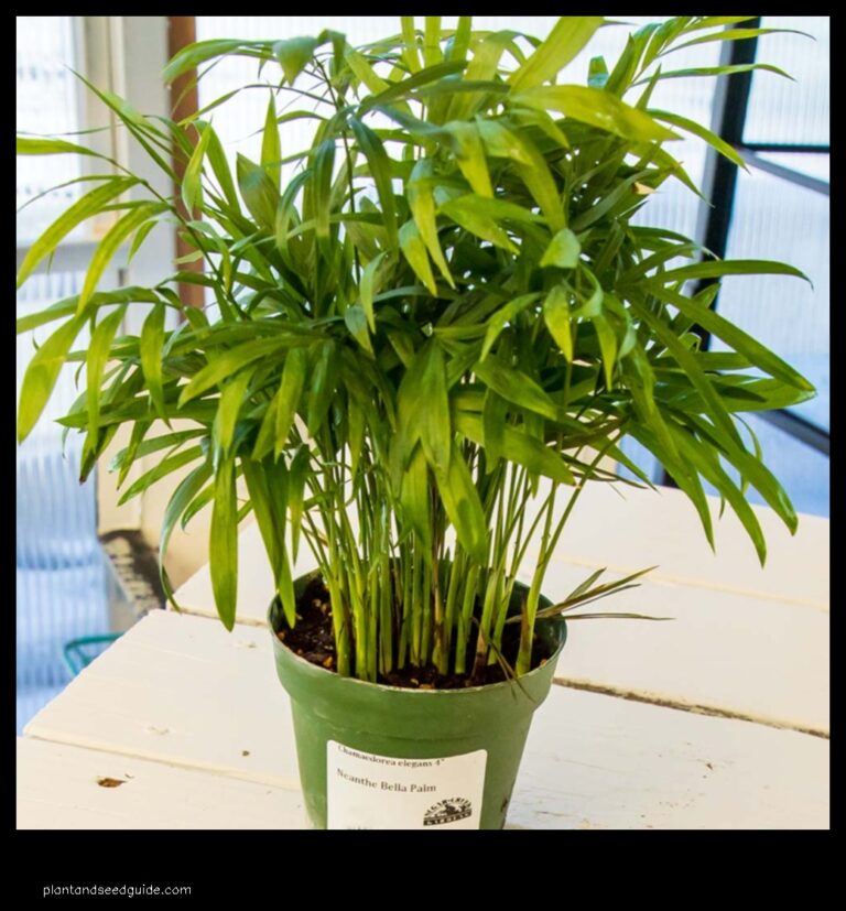 Neanthe Bella Palm A Toxic Beauty