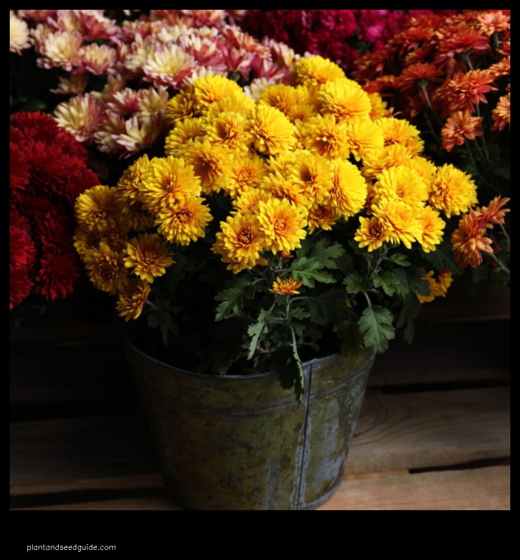 overwinter mums in pots