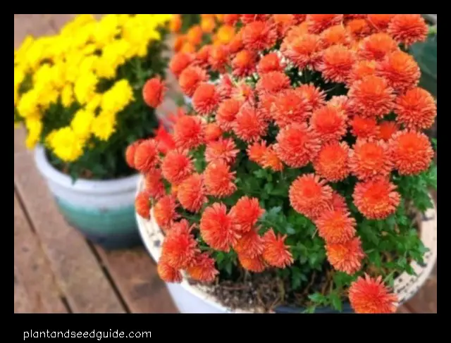 Overwinter Mums in Pots a Step by Step Guide