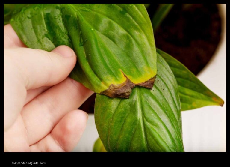 Peace Lily Leaves with Yellow Spots Whats Causing Them and How to Fix It