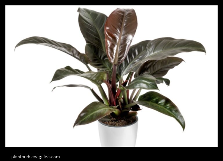 Philodendron Imperial Red A Stunning Foliage Plant for Any Home