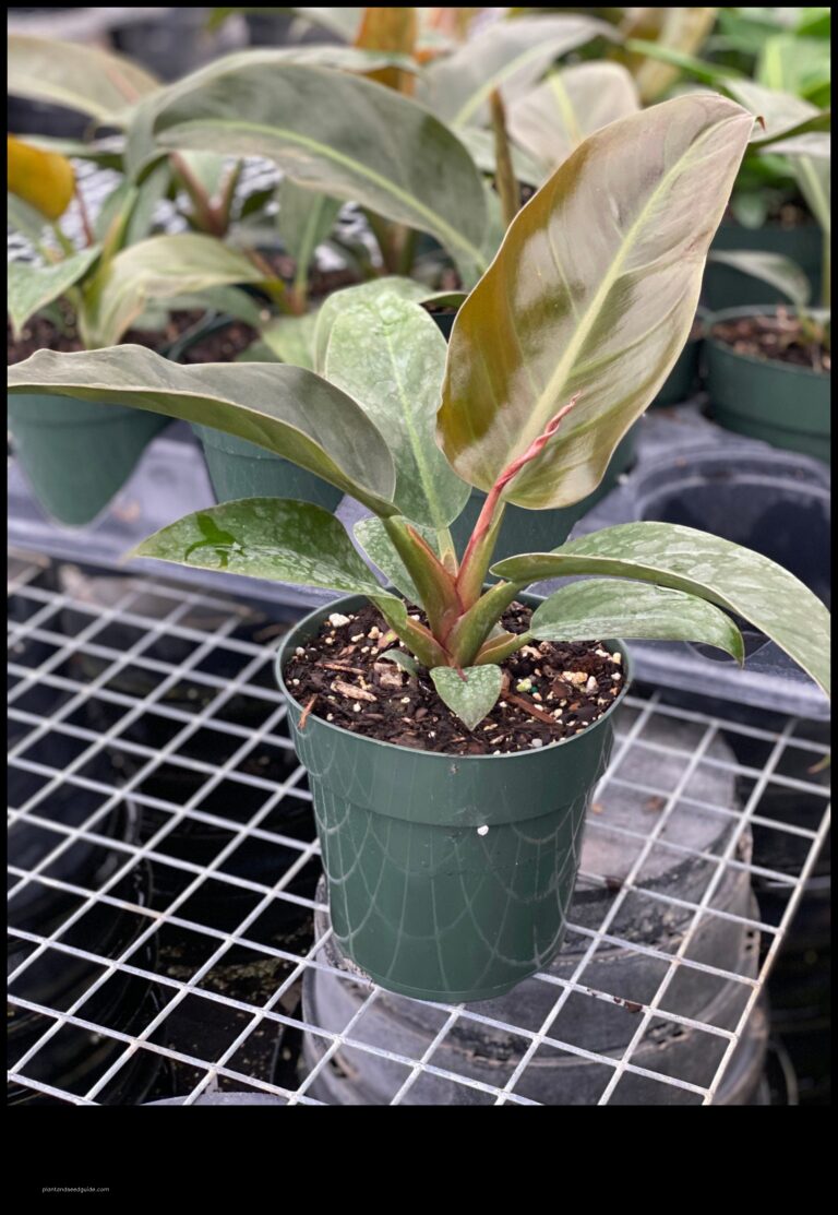 Philodendron Imperial Red Variegated A Stunning and Rare Houseplant scaled