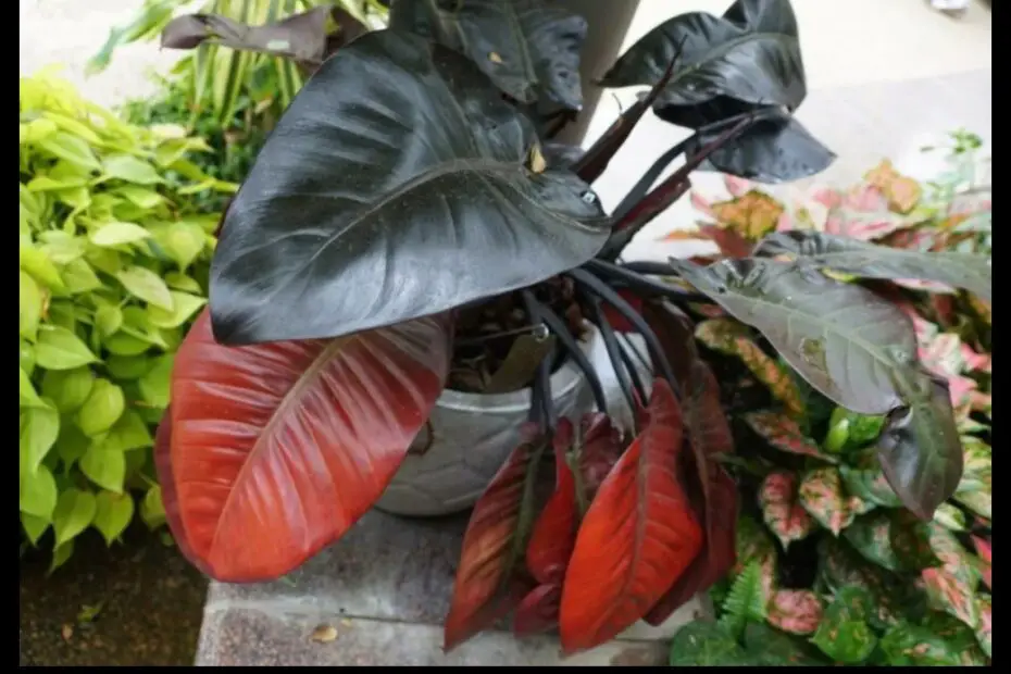 Philodendron with Red Leaves a Guide to the Most Popular Varieties