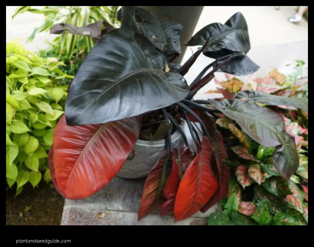philodendron with red leaves
