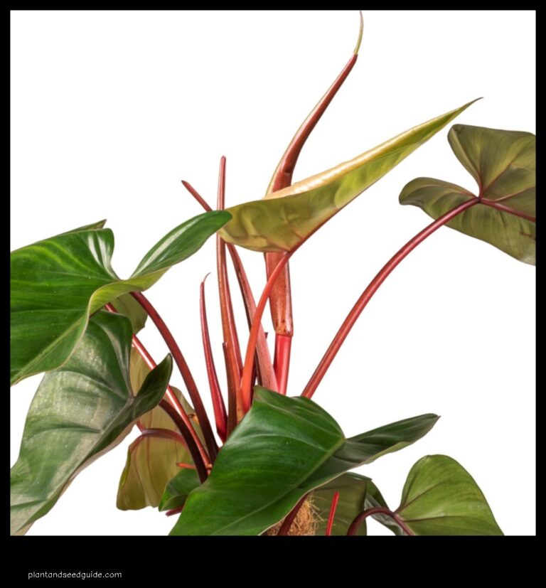 Philodendron with Red Stems A Stunning Addition to Any Home