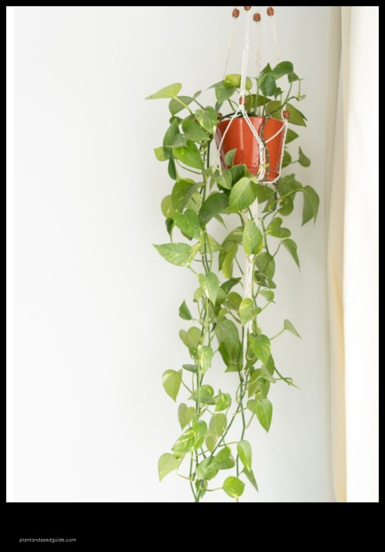 Pothos Do They Need Fertilizer