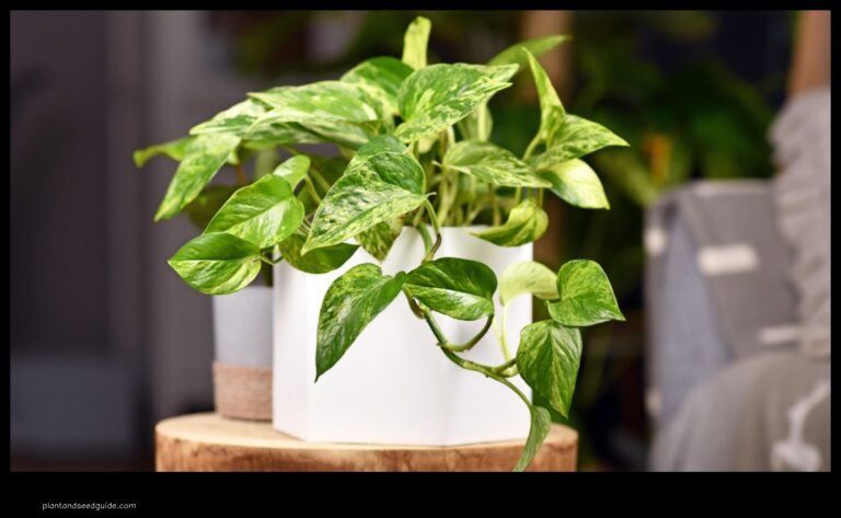 Pothos Does It Like Acidic Soil