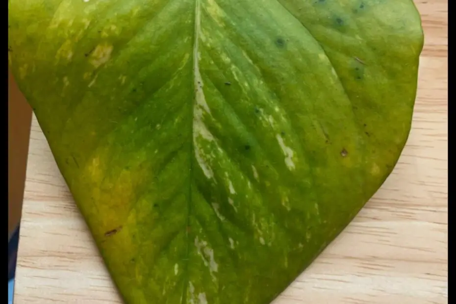 Pothos Leaves with Spots What Causes Them and How to Treat Them