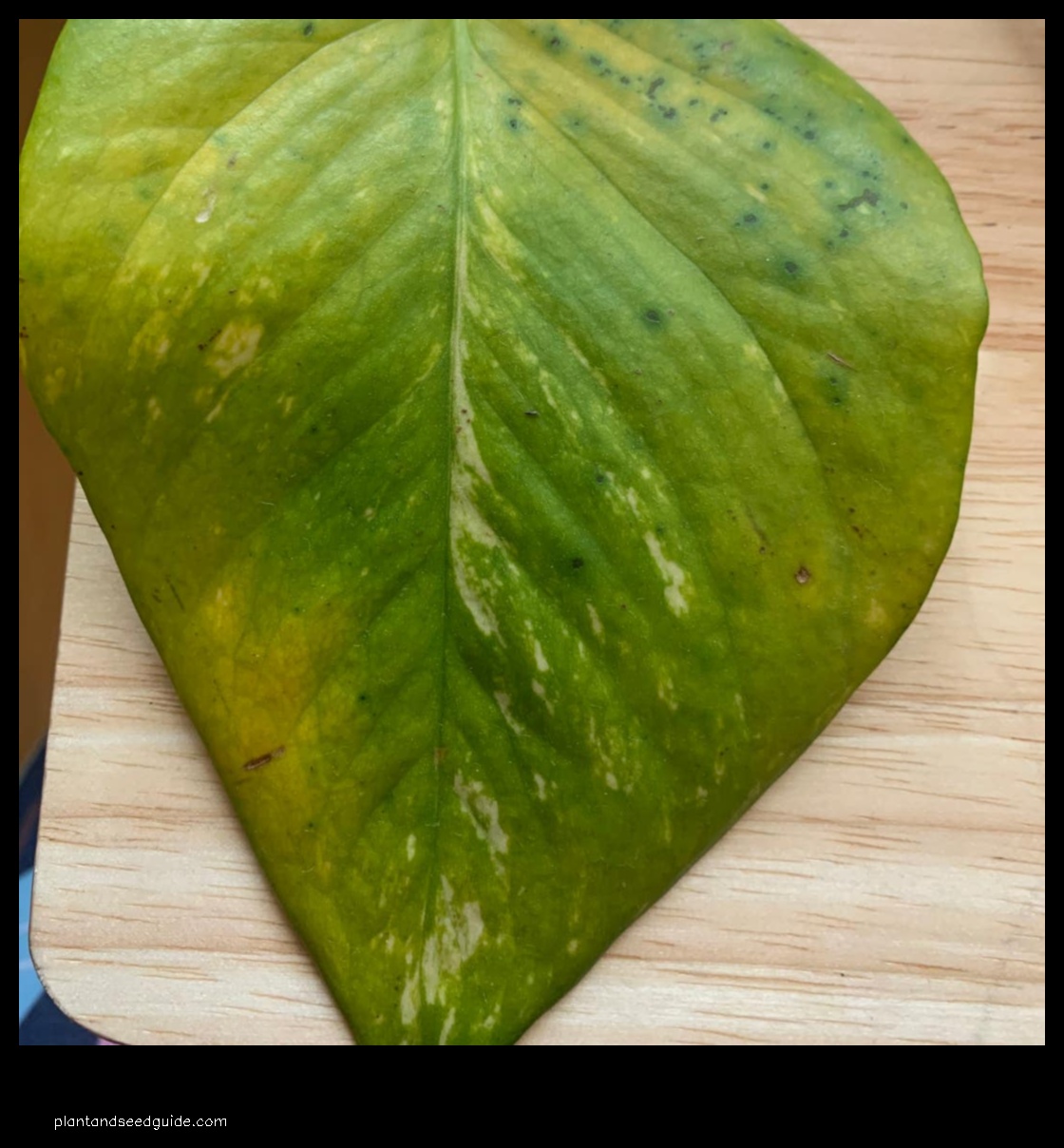 spots on pothos leaves