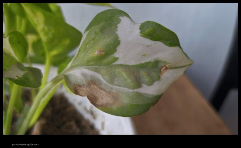 Pothos Plant Brown Spots on Leaves Causes and Solutions