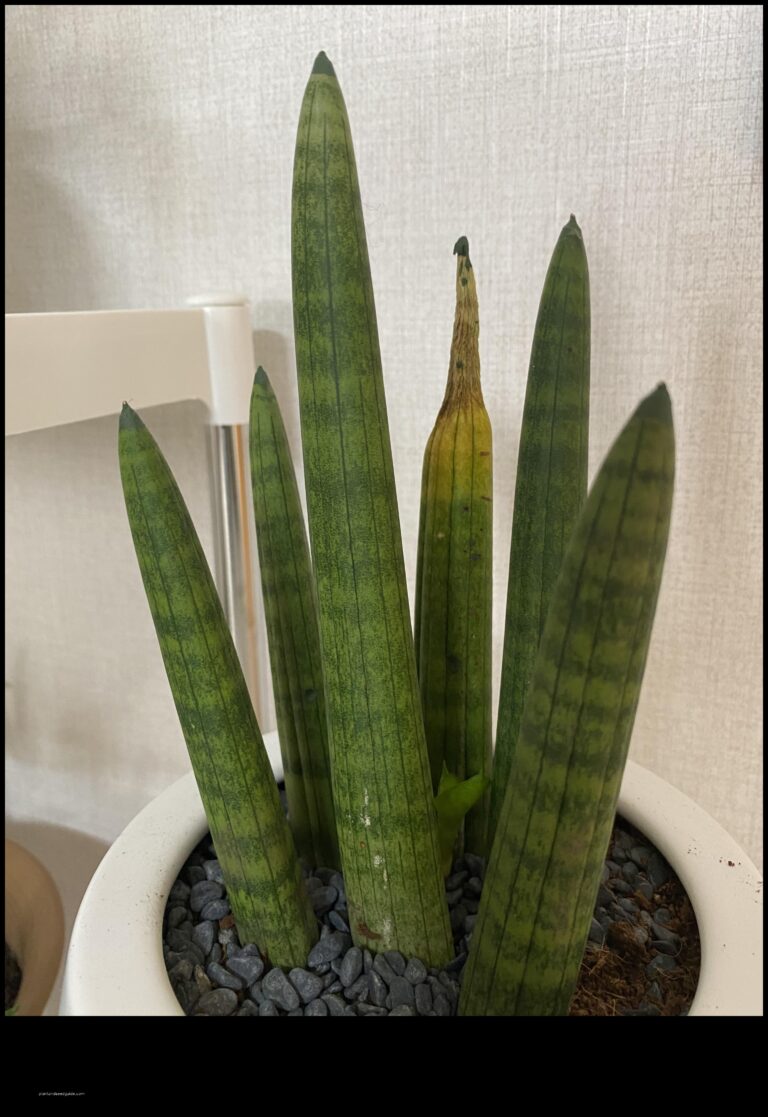 Sansevieria Cylindrica Dry Tips and How to Fix Them scaled