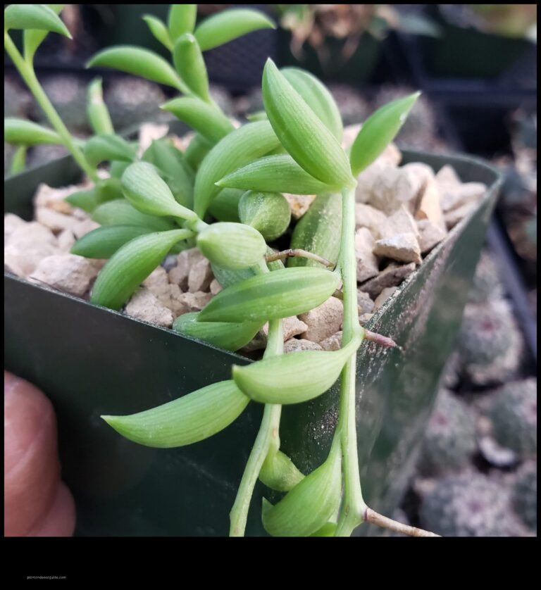 Senecio Fish Hook Plant A Fascinating Succulent With a Unique Appearance scaled