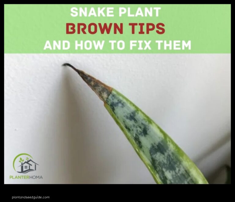 Snake Plant Brown Tips Whats Causing Them and How to Fix It