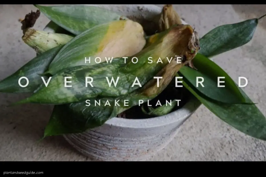 Snake Plant How to Avoid Underwatering and Overwatering