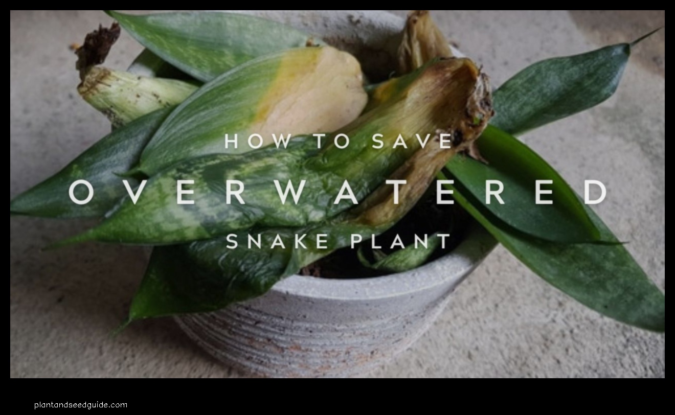 underwatered overwatered snake plant