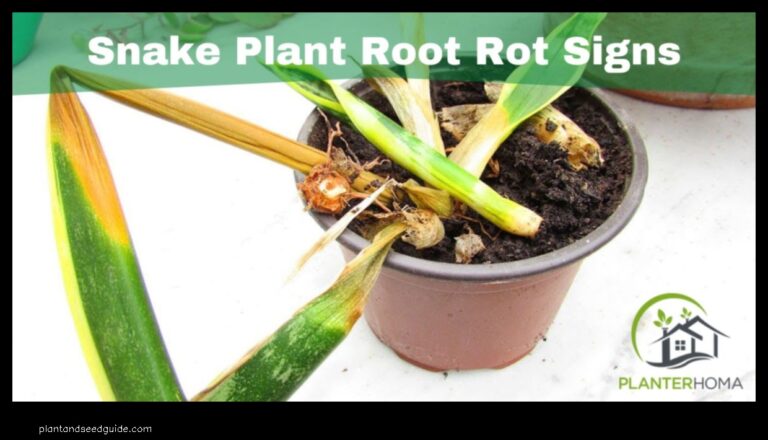 Snake Plant Root Rot What It Is and How to Prevent It