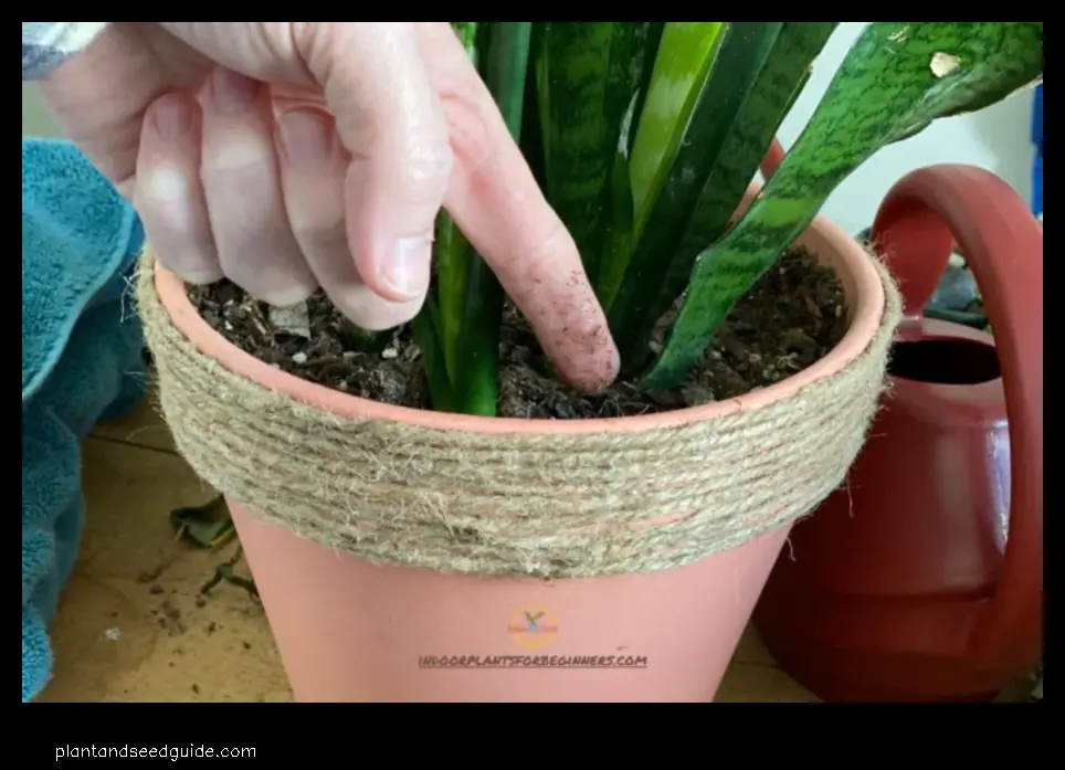 snake plant shallow roots
