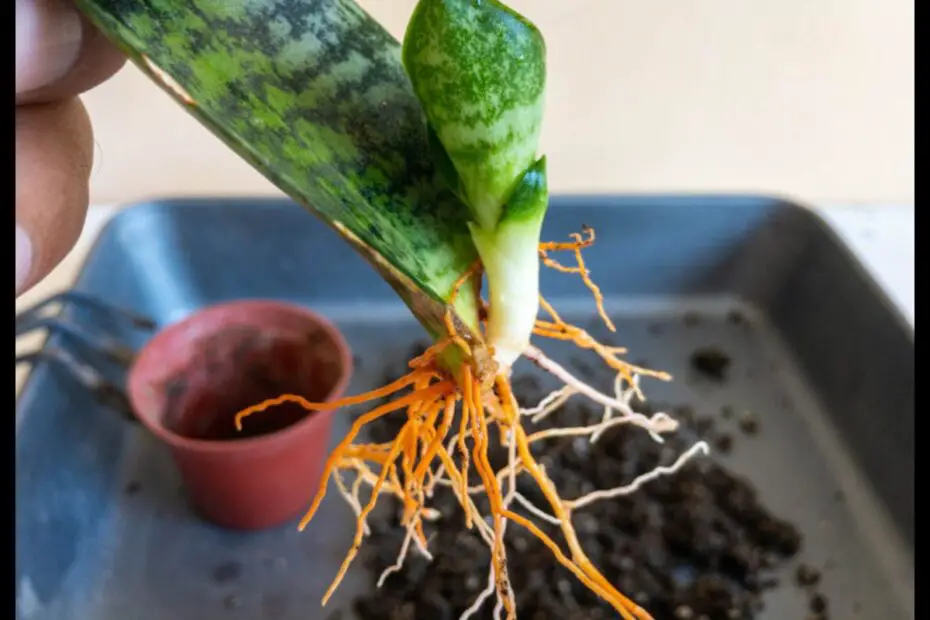 Snake Plant Shallow Roots What You Need to Know