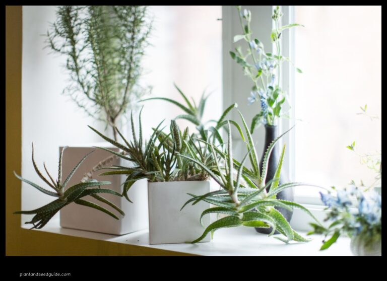 Snake Plant The Low Maintenance Plant That Can Survive Extreme Temperatures