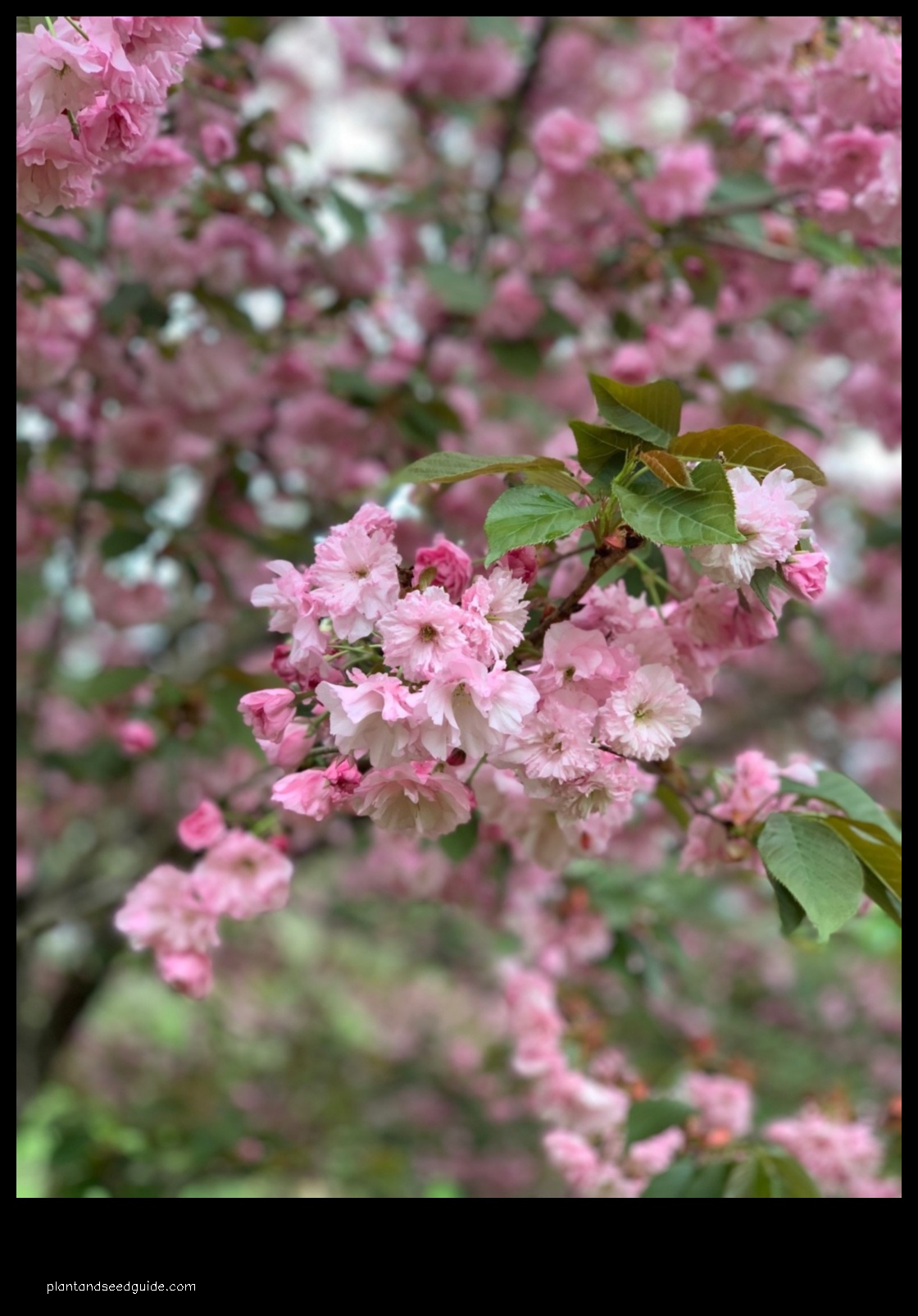 pink perfection cherry tree