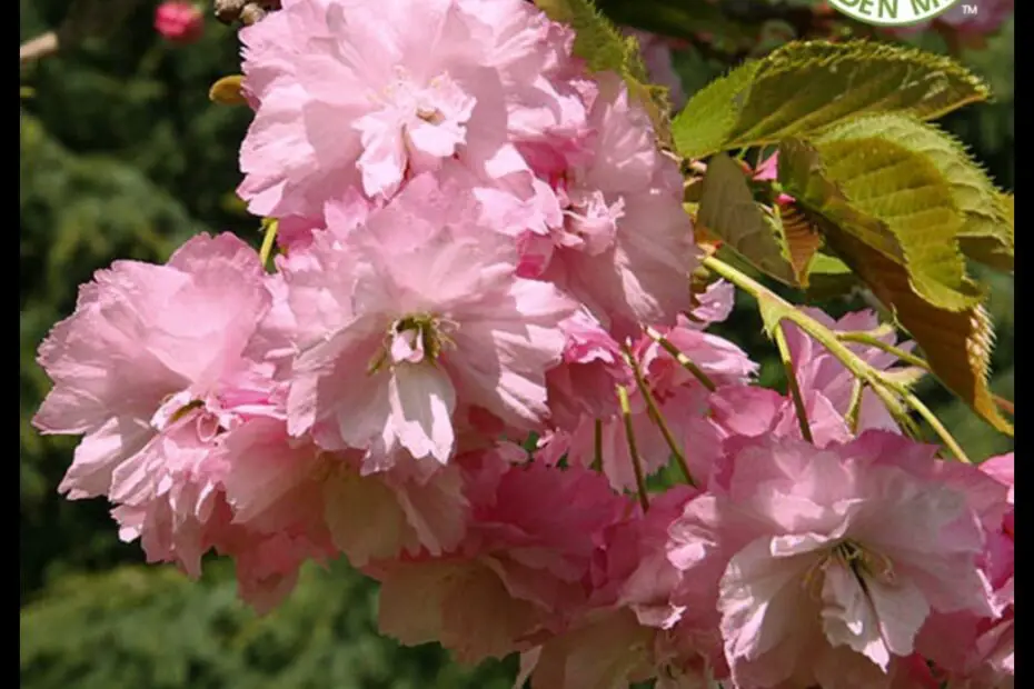 The Pink Perfection Cherry Tree a Symbol of Springtime