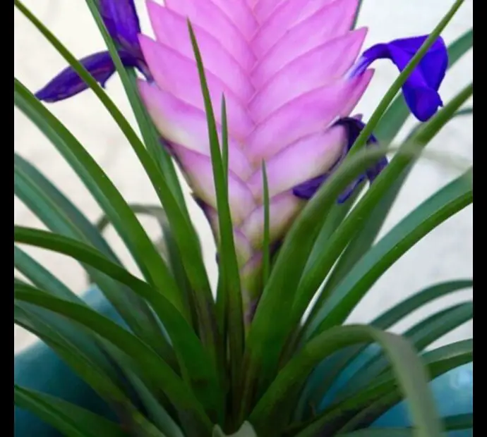 The Pink Quill a Life Cycle in Bloom