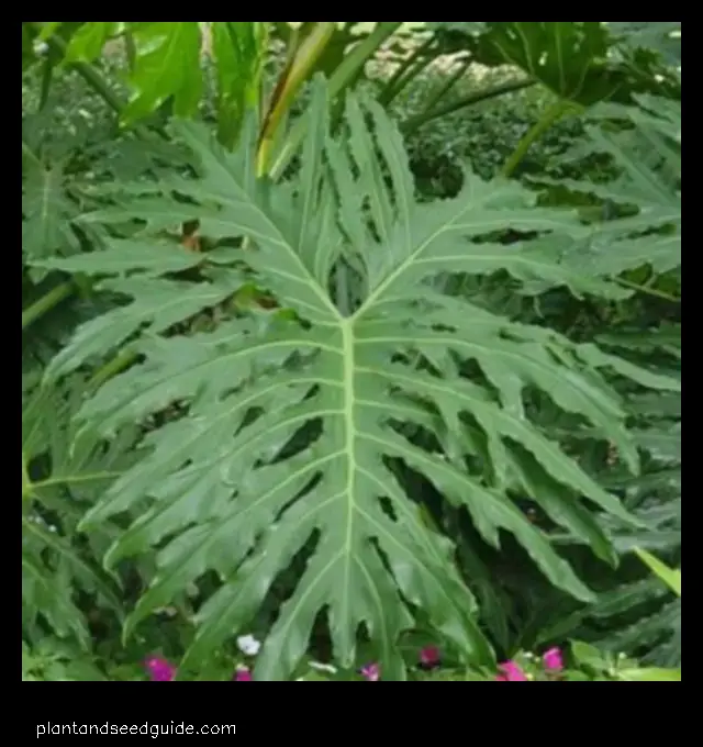 split leaf philodendron flower