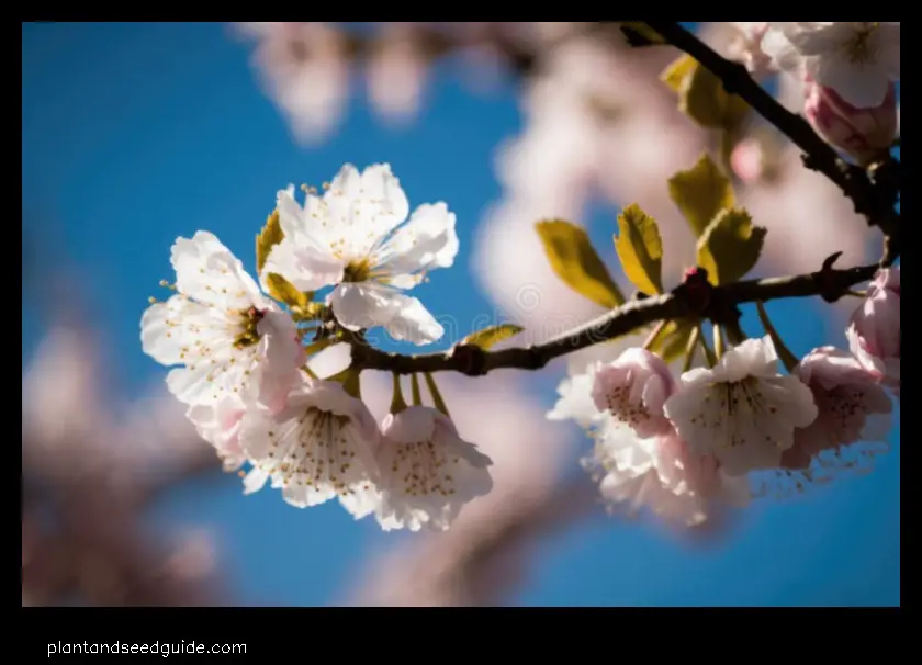 white cherry blossom tree