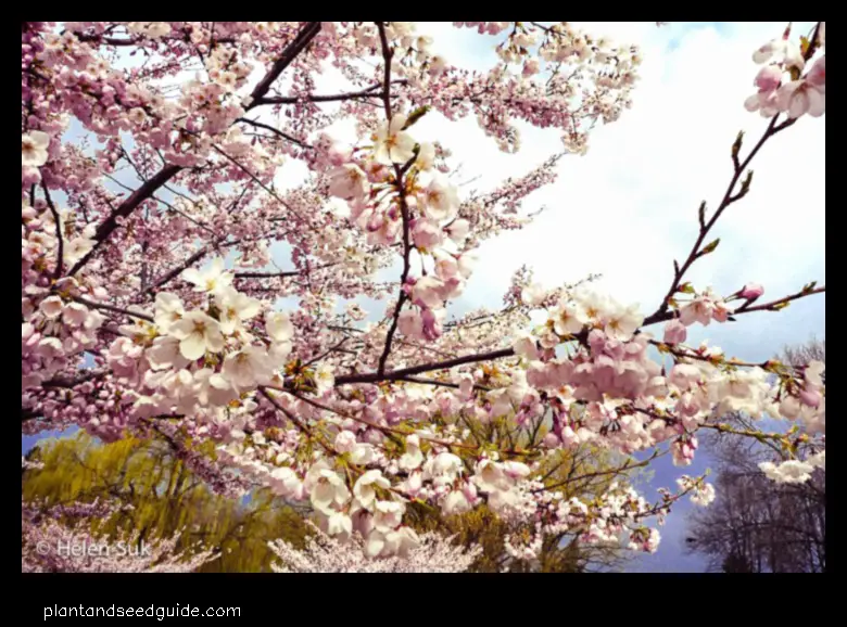 The White Cherry Blossom Tree a Symbol of Hope and Renewal