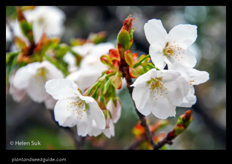 white japanese cherry tree