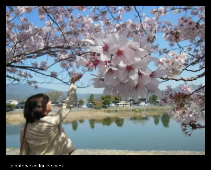 white japanese cherry tree